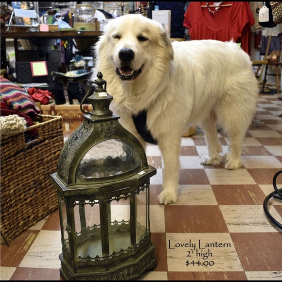 Lucky Dog Thrift Shop - Picture 6 of 8